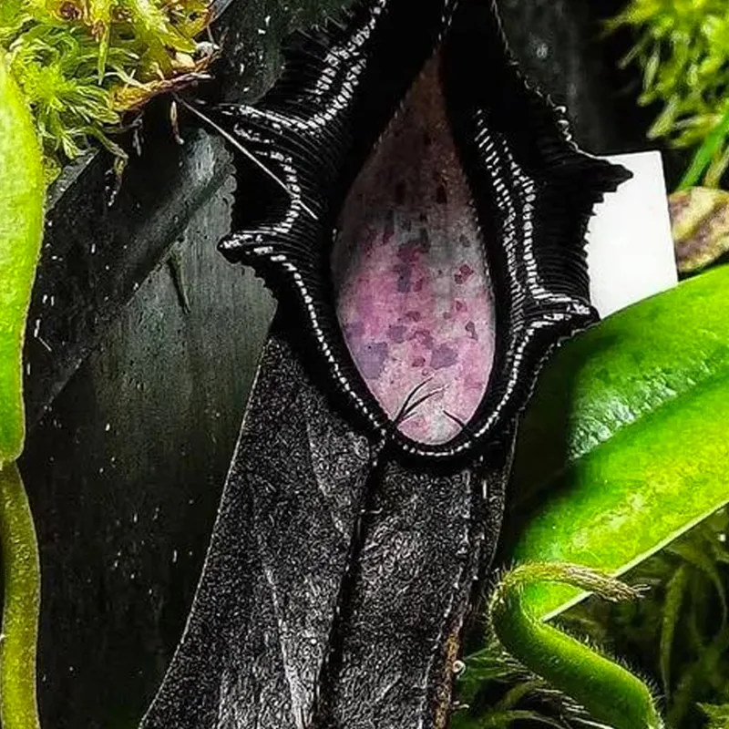 Nepenthes Naga