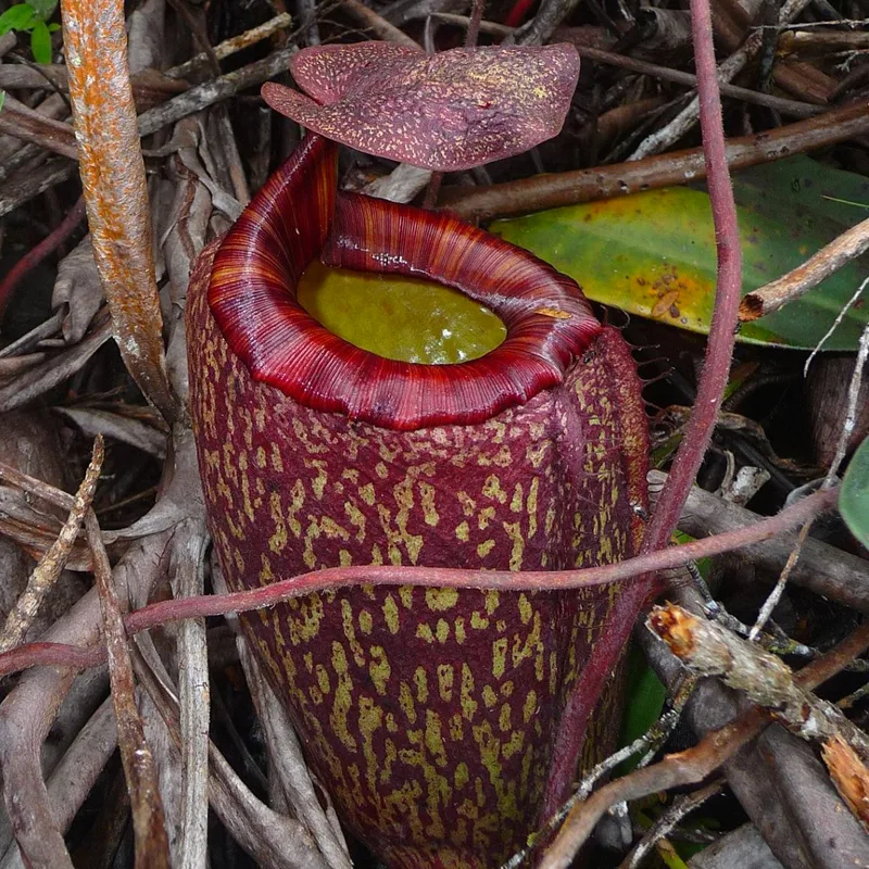 Nepenthes Peltata