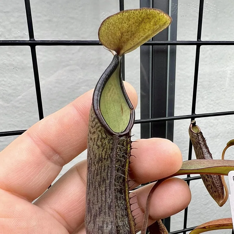 Nepenthes Ramispina