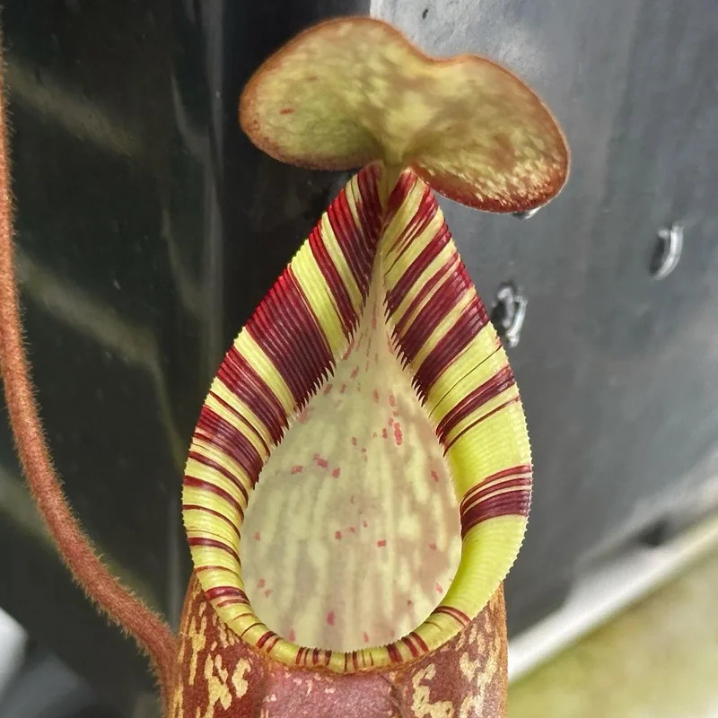 Nepenthes Spectabilis