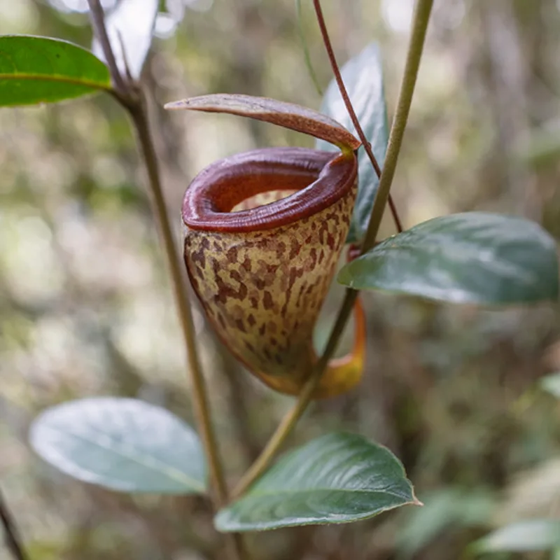 Nepenthes Tenuis