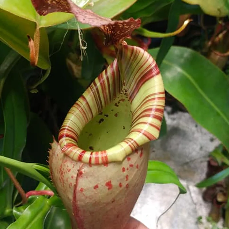 Nepenthes Veitchii