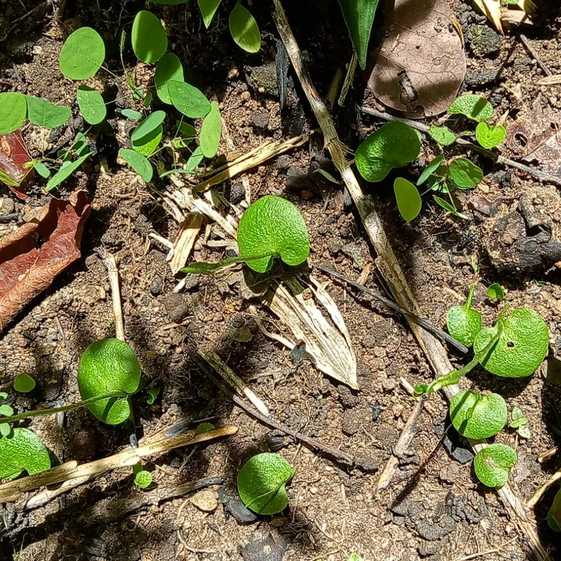 Ophioglossum Reticulatum