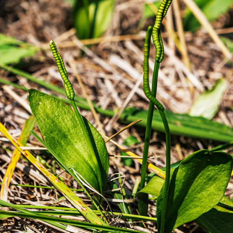 Ophioglossum Vulgatum