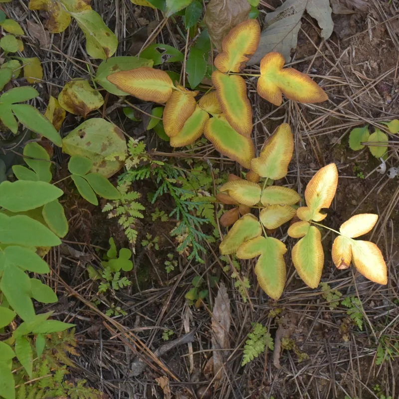 Osmunda Japonica