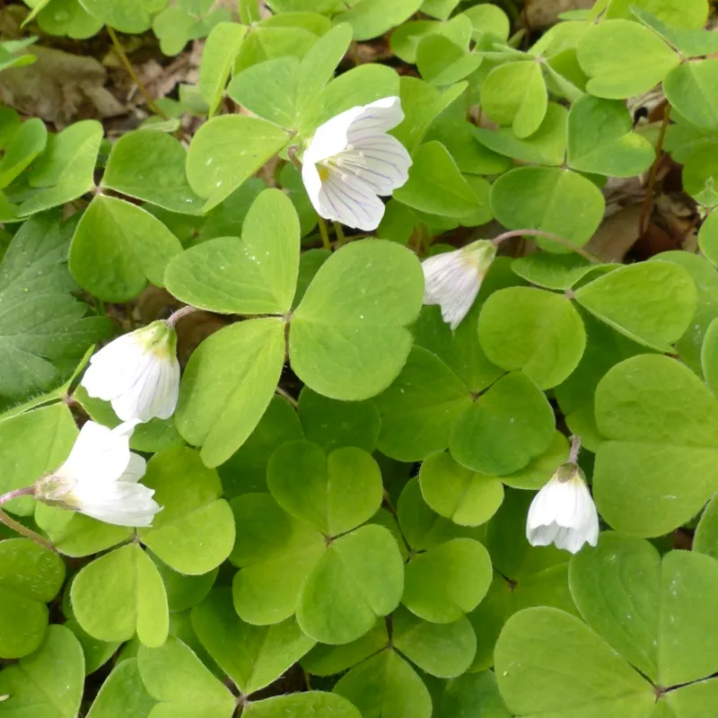 Oxalis Acetosella