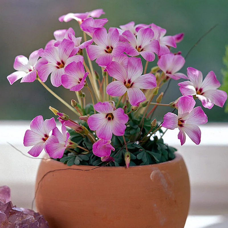 Oxalis Adenophylla