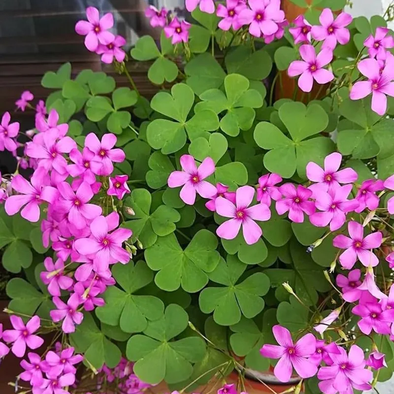 Oxalis Articulata