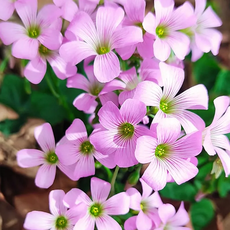 Oxalis Debilis