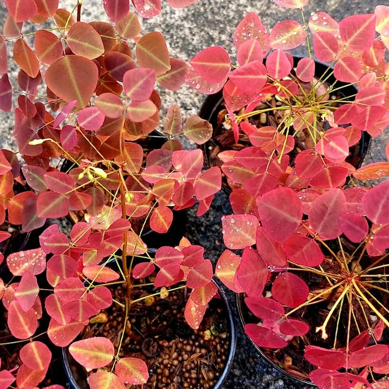 Oxalis Hedysaroides