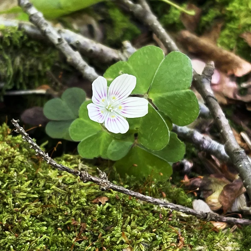 Oxalis Montana