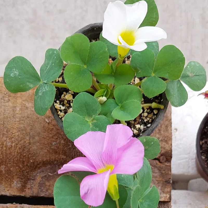 Oxalis Oregana