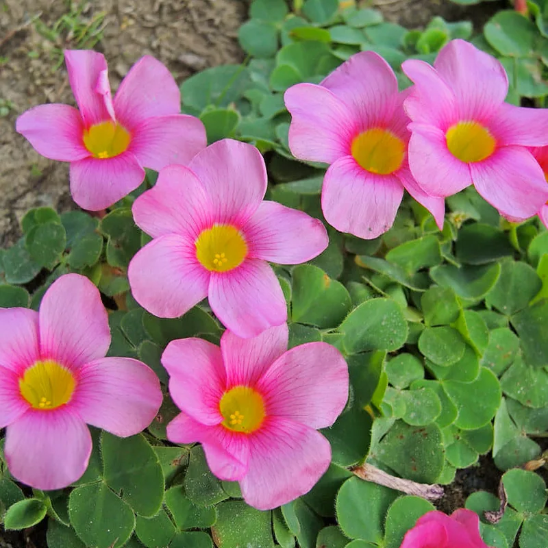 Oxalis Purpurea