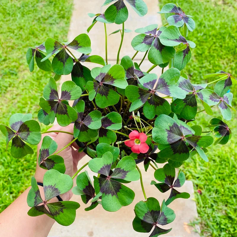 Oxalis Tetraphylla