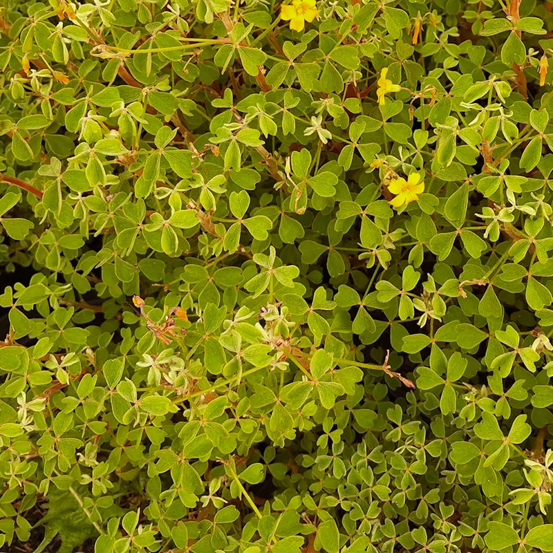 Oxalis Tuberosa