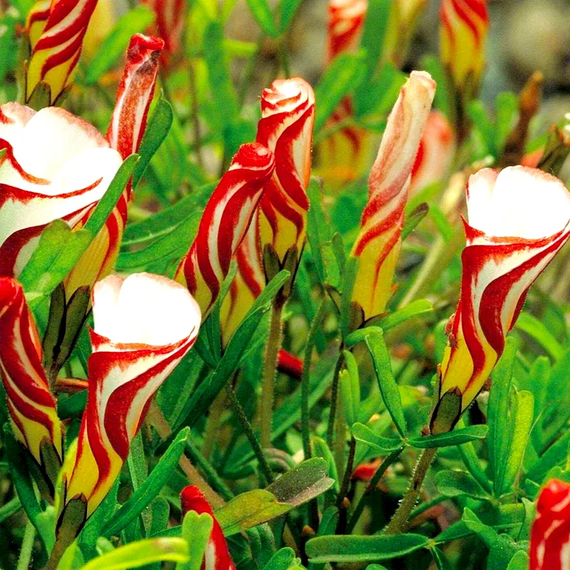 How to Grow and Care For Oxalis Versicolor - Candy Cane Sorrel