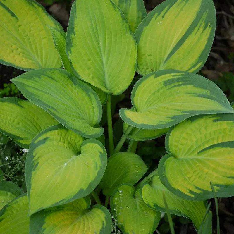 Paul's Glory Hosta