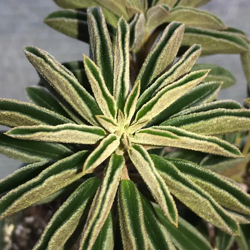 Peperomia Asperula