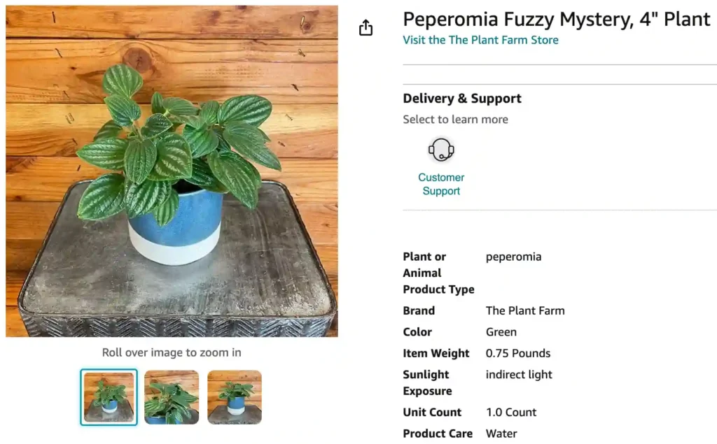 Peperomia Fuzzy Mystery | Monsteraholic