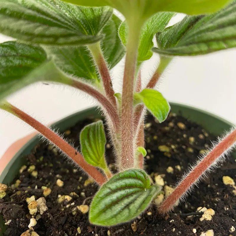 Peperomia Fuzzy Mystery