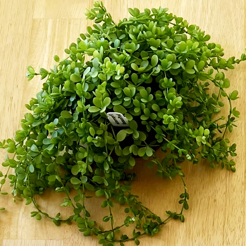 Peperomia Hoffmannii