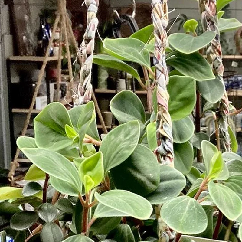 Peperomia Japonica