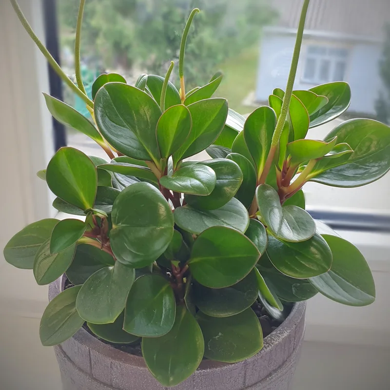 Peperomia Magnoliifolia