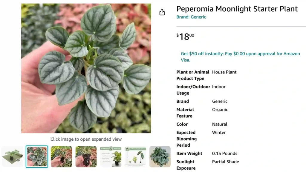 Peperomia Moonlight | Monsteraholic