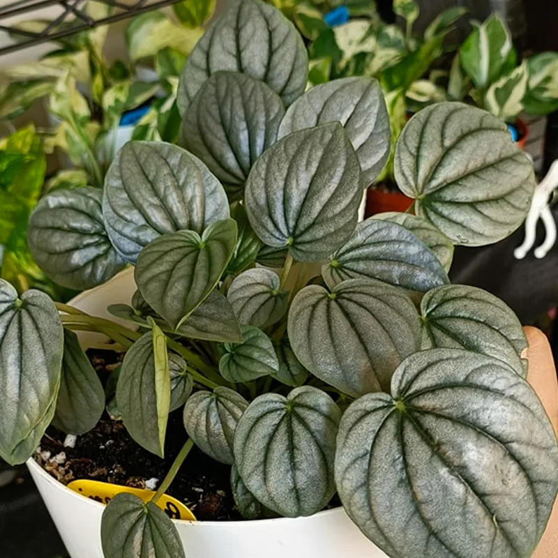 Peperomia Moonlight