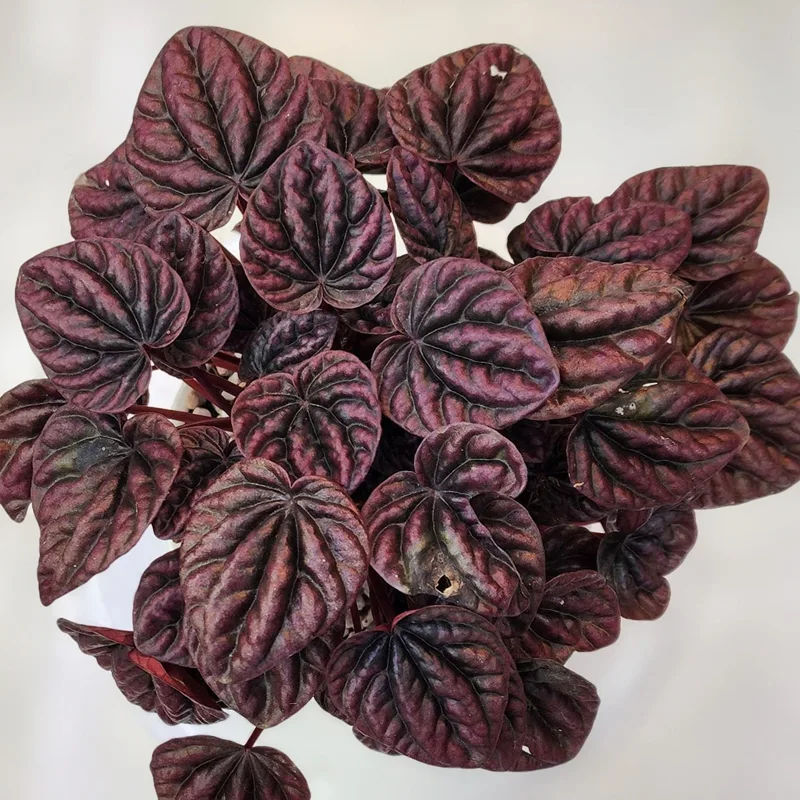 Peperomia Red Luna