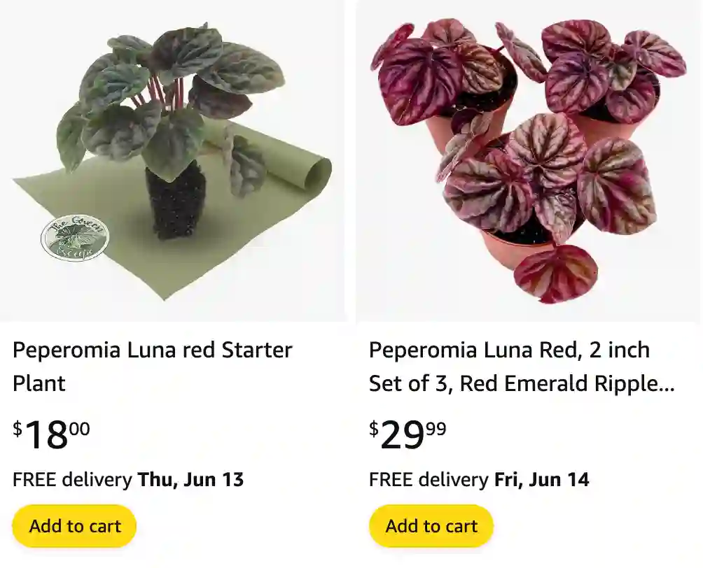 Peperomia Red Luna | Monsteraholic