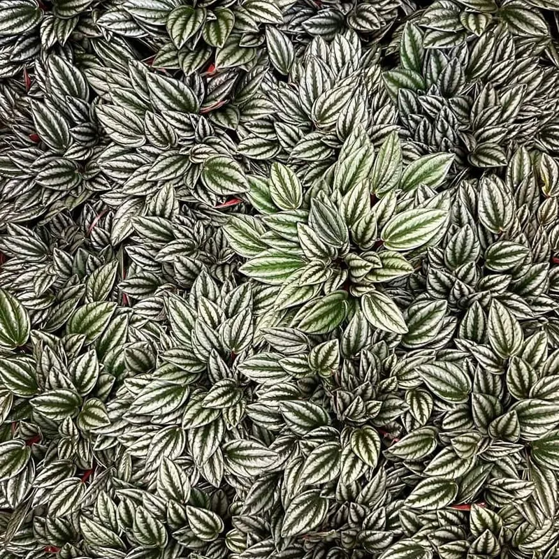 Peperomia San Marino