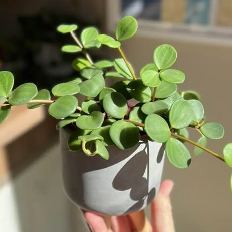 Peperomia Tetraphylla