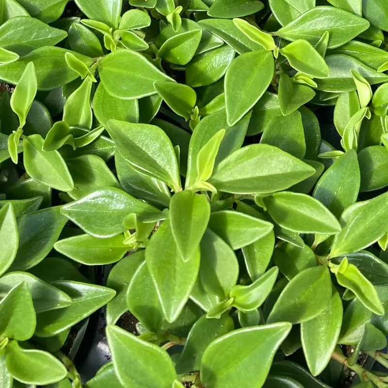 Peperomia Trinervula