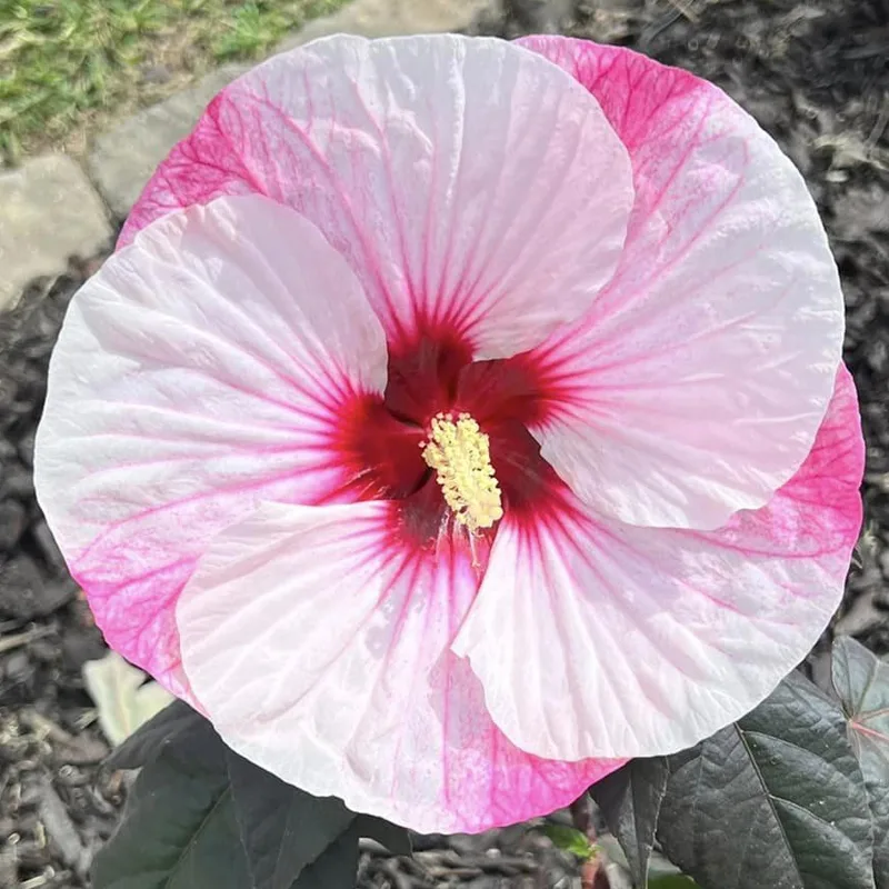 Perfect Storm Hibiscus