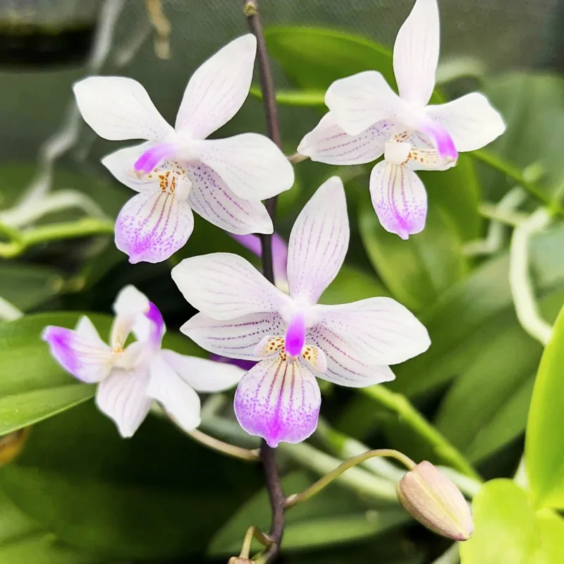 Phalaenopsis Lindenii