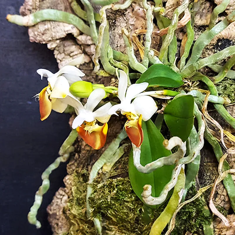 Phalaenopsis Lobbii