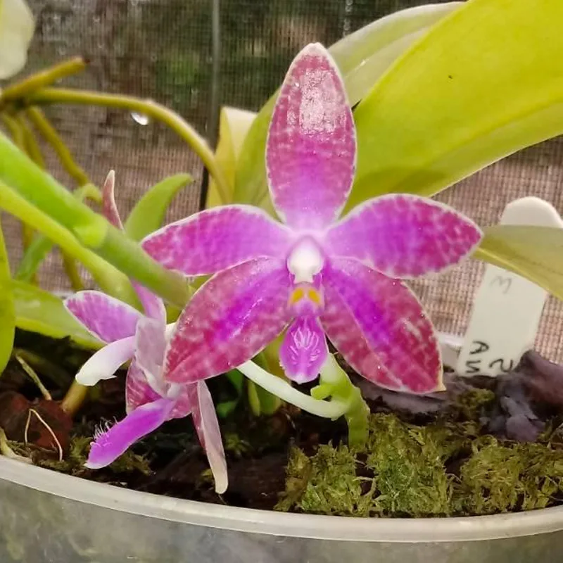 Phalaenopsis Lueddemanniana