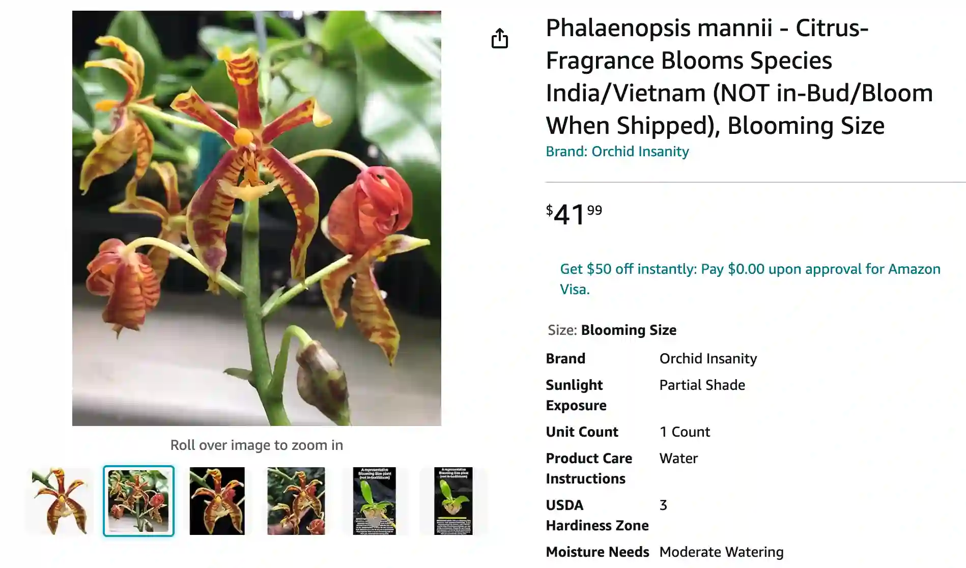 Phalaenopsis Mannii | Monsteraholic