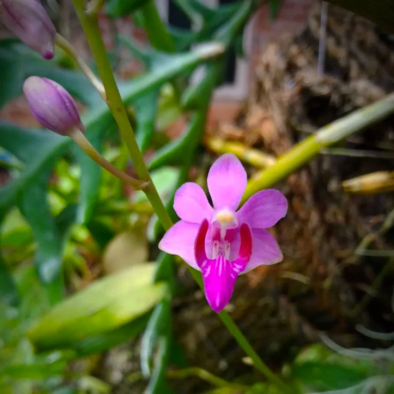 Phalaenopsis Pulcherrima