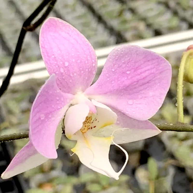 Phalaenopsis Sanderiana