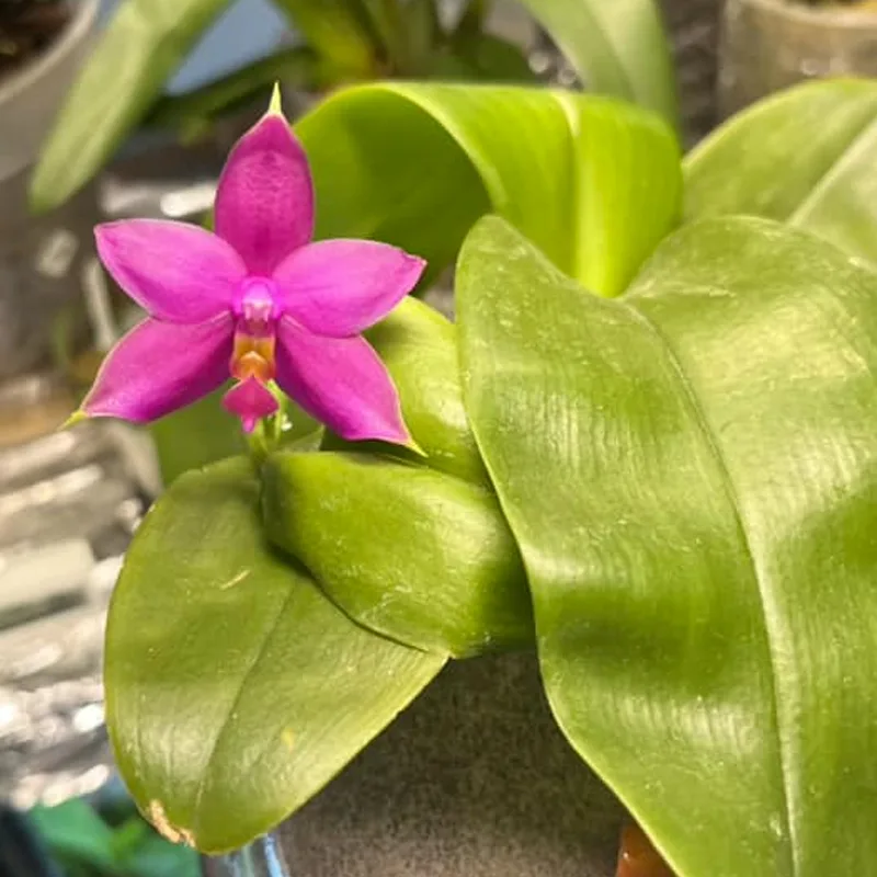 Phalaenopsis Violacea