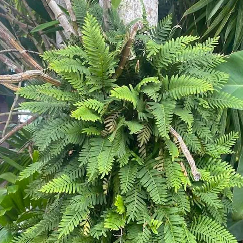 Pleopeltis Polypodioides