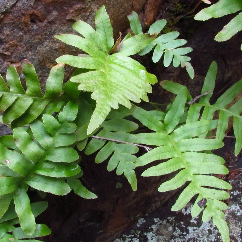 Polypodium Californicum