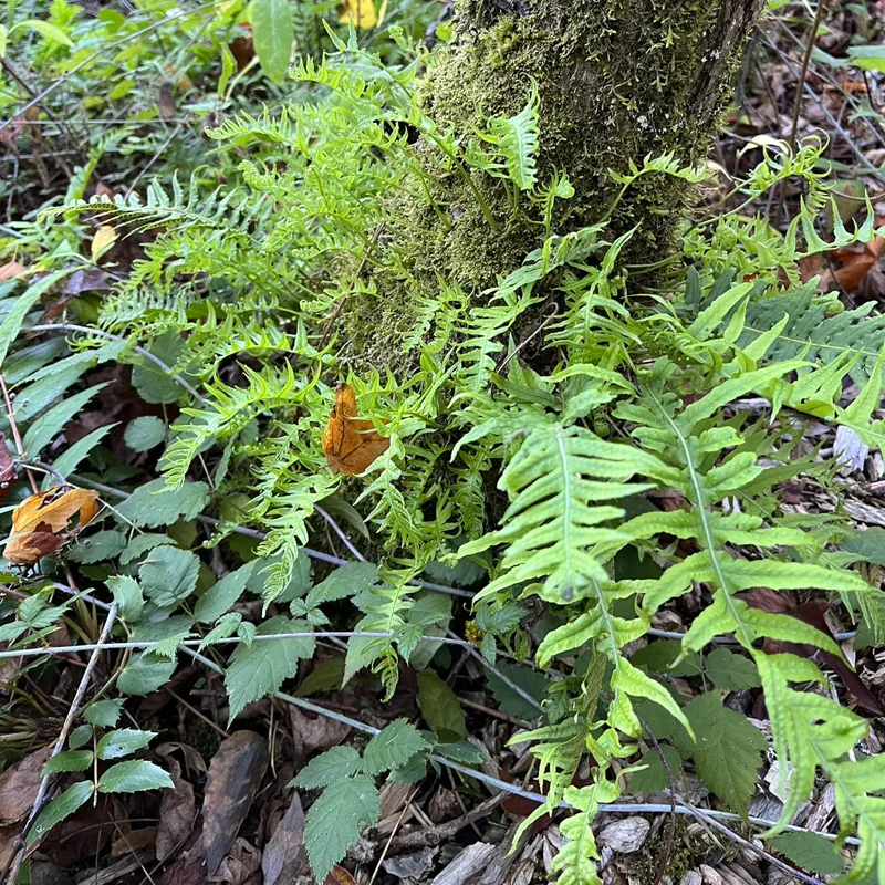 Polypodium Glycyrrhiza