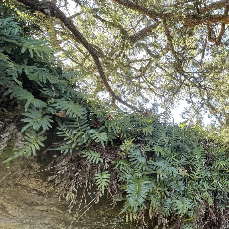 Polypodium Scouleri