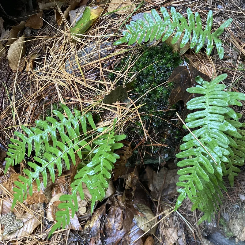 Polypodium Virginianum