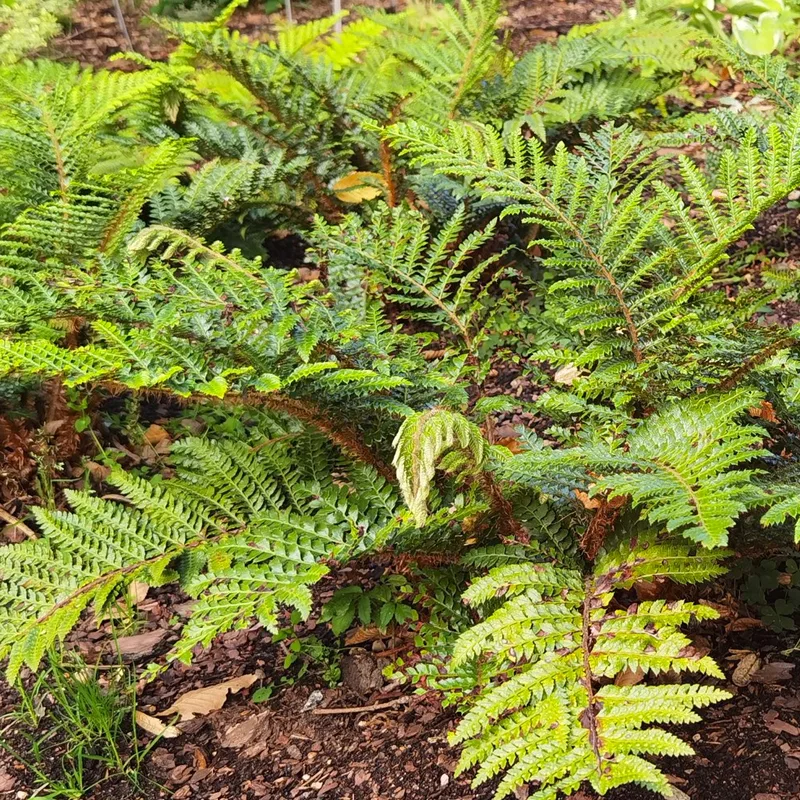 Polystichum Polyblepharum