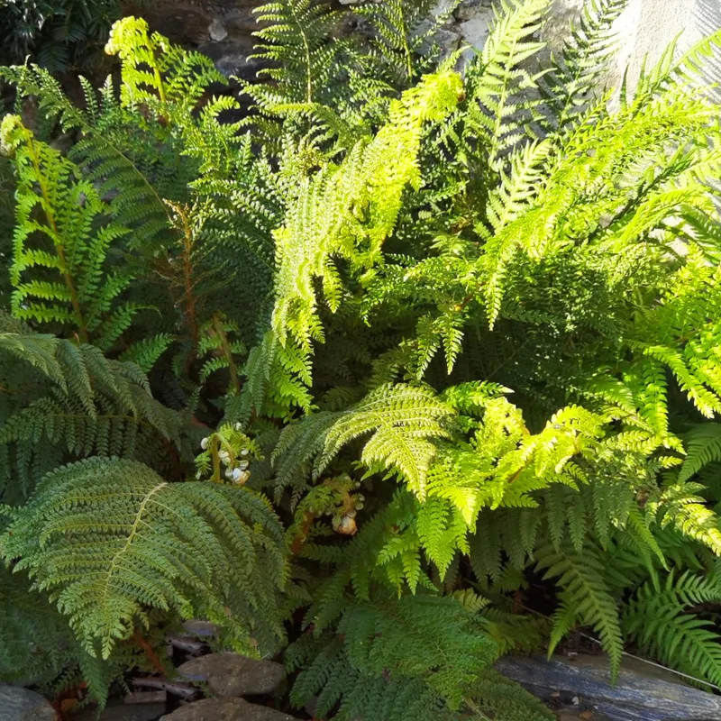 Polystichum Setiferum