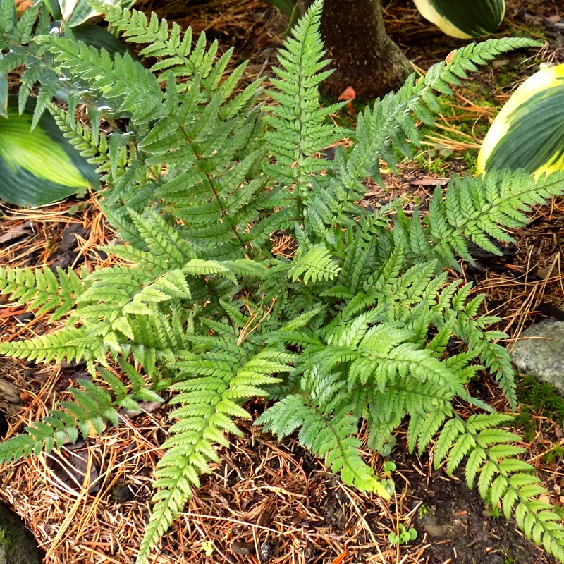 Polystichum Tsus-simense